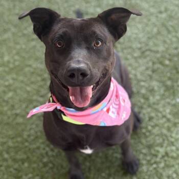 Pit Bull Terrier and Mixed Breed Dogs Available for Adoption in Fayetteville, Arkansas - Coral | PetCurious