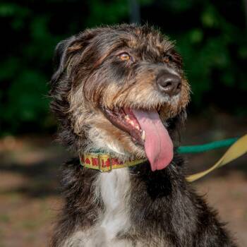 Kika -  Terrier Dog for Adoption in Mississauga, Ontario - Kika | PetCurious