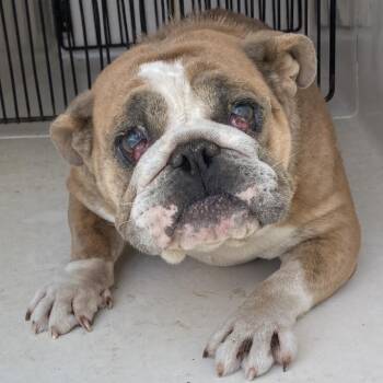 Cherry -  Pug and English Bulldog Dog for Adoption in Beaumont, Texas - Cherry | PetCurious