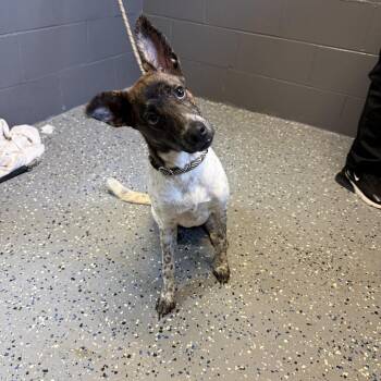 TUSC-Stray-84786 -  Mountain Cur and Terrier Dog for Adoption in Tuscaloosa, Alabama - TUSC-Stray-84786 | PetCurious