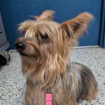 Bentley -  Yorkshire Terrier and Mixed Breed Dog for Adoption in Hattiesburg, Mississippi - Bentley | PetCurious