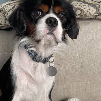 Dobby -  Cavalier King Charles Spaniel Dog for Adoption in Houston, Texas - Dobby | PetCurious