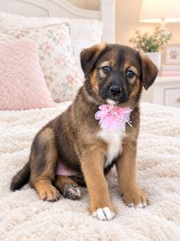 Frankie Yana -  Australian Shepherd and German Shepherd Dog Dog for Adoption in Friendswood, Texas - Frankie Yana | PetCurious