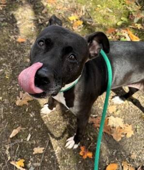 Rescue Mixed Breed Dogs for Adoption in Twinsburg, Ohio - Juliette | PetCurious