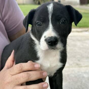 American Staffordshire Terrier Dogs Available for Adoption in Spring, Texas - Waylon | PetCurious