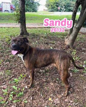 Rescue Hound and Pit Bull Terrier Dogs for Adoption in Oak Ridge, Tennessee - Sandy | PetCurious