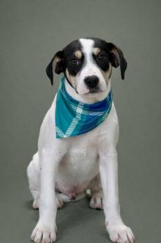 Terrier and Mixed Breed Dogs Available for Adoption - Spruce | PetCurious