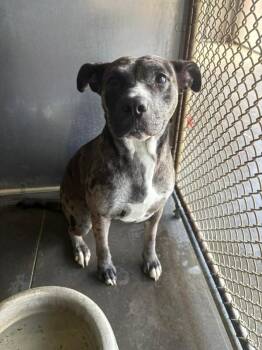 Skye -  Catahoula Leopard Dog Dog for Adoption in Burgaw, North Carolina - Skye | PetCurious