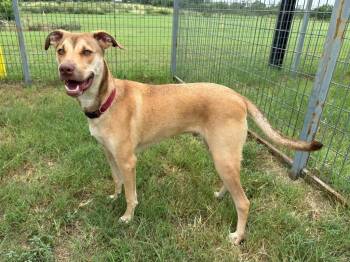 Fenrir (Hiccup) -  Terrier Dog Available for Adoption in New Braunfels, Texas - Fenrir (Hiccup) | PetCurious