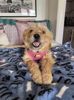 Terrier Dogs Available for Adoption - Rosie | PetCurious