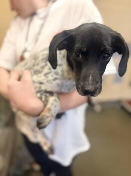 Dachshund Dogs Available for Adoption - Khloe 26D-046 | PetCurious