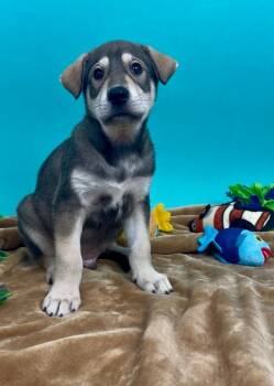 Shepherd and Husky Dogs Available for Adoption in Phoenix, Arizona - Mackerel | PetCurious