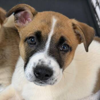 German Shepherd Dog and Mixed Breed Dogs Available for Adoption in Brownsboro, Alabama - McLynn | PetCurious