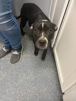 Raven -  Pit Bull Terrier Dog for Adoption in Morristown, Tennessee - Raven | PetCurious