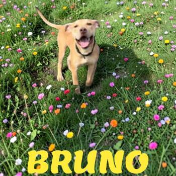 American Staffordshire Terrier Dogs Available for Adoption in Taunton, Massachusetts - Bruno | PetCurious