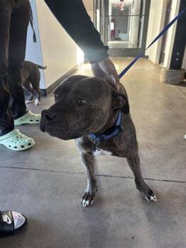 Rescue American Bulldog and Mixed Breed Dogs for Adoption in West Chester, Pennsylvania - Danger | PetCurious