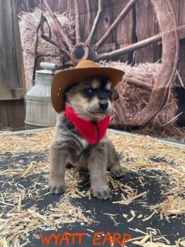 German Shepherd Dog and Husky Dogs Available for Adoption - Wyatt Earp | PetCurious