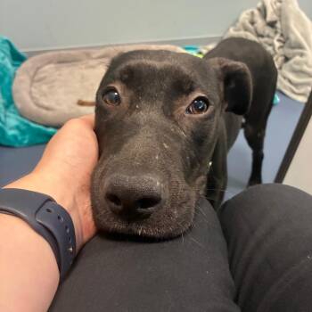 Lisa -  Pit Bull Terrier Dog for Adoption in Greensboro, North Carolina - Lisa | PetCurious