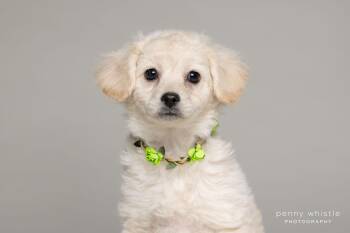 Poodle Dogs Available for Adoption - Brylee | PetCurious