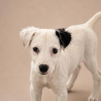 ARIEL (out of town) -  Labrador Retriever Dog for Adoption in New York, New York - ARIEL (out Of Town) | PetCurious