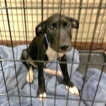 Pichu -  Labrador Retriever Dog for Adoption in Austin, Texas - Pichu | PetCurious