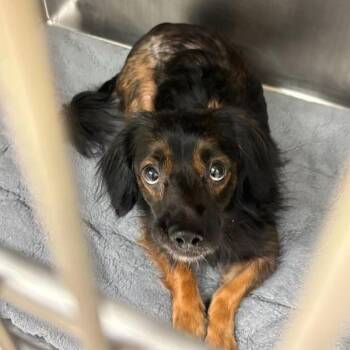 Abu -  Australian Cattle Dog Blue Heeler and Chihuahua Long Hair Dog for Adoption in Austin, Texas - Abu | PetCurious