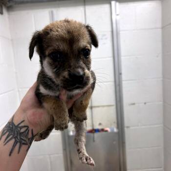 Petals -  Husky and Mixed Breed Dog for Adoption in Buchanan Dam, Texas - Petals | PetCurious