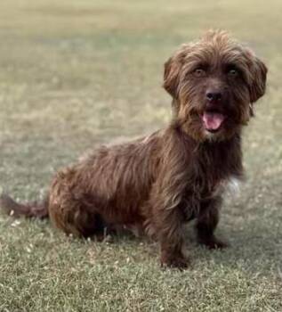 Rescue Terrier Dogs for Adoption in Vaughan, Ontario - Alec | PetCurious