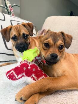 CLEO -  Pug and Shepherd Dog for Adoption in Broomfield, Colorado - CLEO | PetCurious
