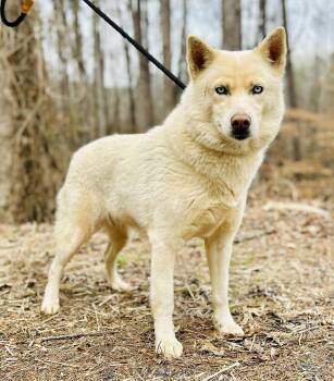 Husky Dogs Available for Adoption - Karen | PetCurious