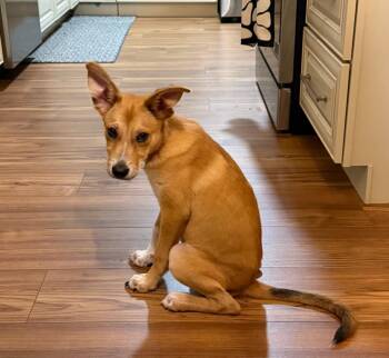 Sox -  Carolina Dog Dog for Adoption in Pensacola, Florida - Sox | PetCurious