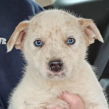 Australian Cattle Dog Blue Heeler and Husky Dogs Available for Adoption - Bode Olympians | PetCurious