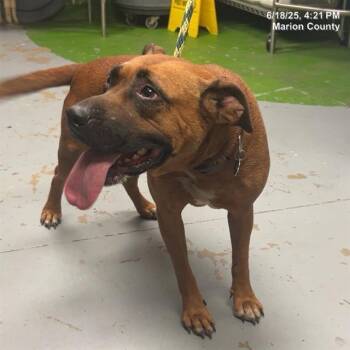 Rescue Black Mouth Cur and Mixed Breed Dogs for Adoption in Ocala, Florida - SUGAR | PetCurious