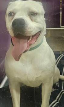 American Bulldog and Mixed Breed Dogs Available for Adoption in Kansas City, Missouri - Chunky | PetCurious