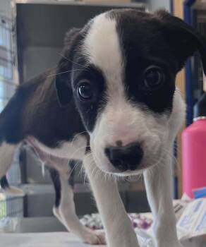 Artemis -  Labrador Retriever Dog for Adoption in Kingman, Arizona - Artemis | PetCurious