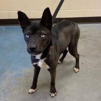 Mixed Breed Dogs Available for Adoption in Memphis, Tennessee - KORLEY | PetCurious