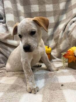 Denali- Light Green -  Catahoula Leopard Dog Dog for Adoption in Charlotte, Michigan - Denali- Light Green | PetCurious