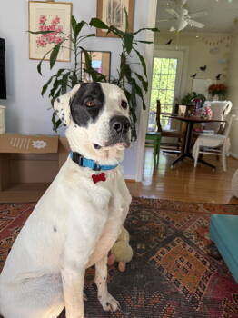 Rescue Coonhound Dogs for Adoption in Herndon, Virginia - Bubba | PetCurious