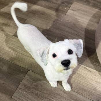 Trunks -  Mixed Breed Dog for Adoption in Wappingers Falls, New York - Trunks | PetCurious