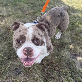 Loui -  Bulldog and American Bully Dog for Adoption in Pelham, New Hampshire - Loui | PetCurious