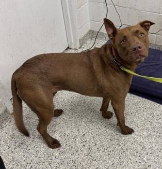 Oakley -  Pit Bull Terrier and Mixed Breed Dog for Adoption in Kansas City, Missouri - Oakley | PetCurious