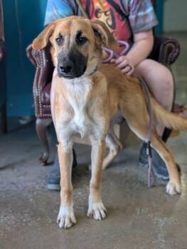 Lilith -  Anatolian Shepherd and Mixed Breed Dog for Adoption in La Harpe, Kansas - Lilith | PetCurious