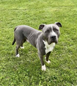 American Staffordshire Terrier and Mixed Breed Dogs Available for Adoption in Kalamazoo, Michigan - CHEESESTEAK | PetCurious