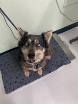 Mixed Breed Dogs Available for Adoption in Savannah, Georgia - Sky | PetCurious
