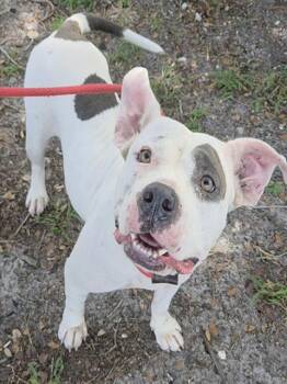 JUDE -  American Staffordshire Terrier Dog for Adoption in Fort Lauderdale, Florida - JUDE | PetCurious