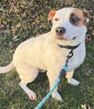 Pit Bull Terrier Dogs Available for Adoption in Liberty, Missouri - Petey Mars | PetCurious