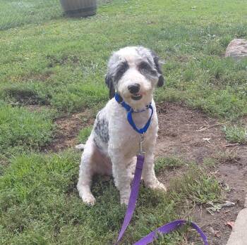 Poodle Dogs Available for Adoption in Schenectady, New York - Murphy | PetCurious