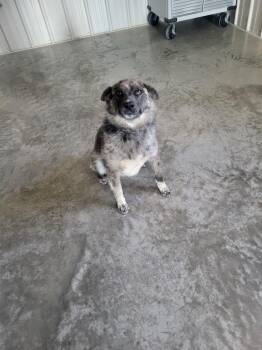 Buster -  American Eskimo Dog Dog for Adoption in Medford, Wisconsin - Buster | PetCurious