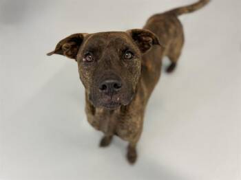 Pit Bull Terrier Dogs Available for Adoption in St. Cloud, Florida - VEDDER | PetCurious