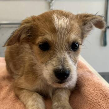 Mixed Breed Dogs Available for Adoption in Las Cruces, New Mexico - Strawberry | PetCurious